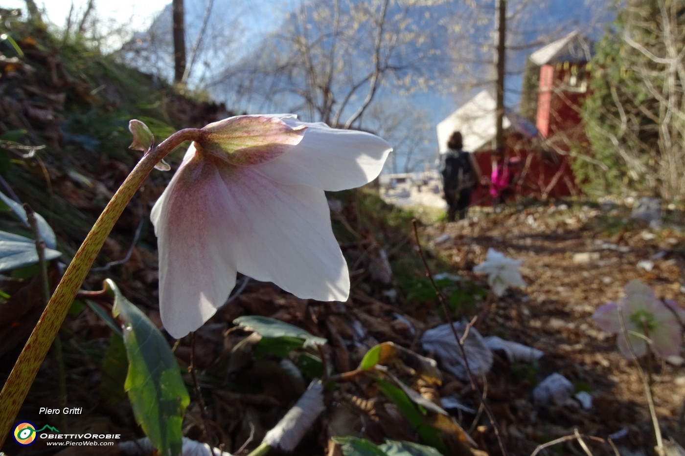 56 Ellebori in fiore alla Chiesetta del San Martino.JPG